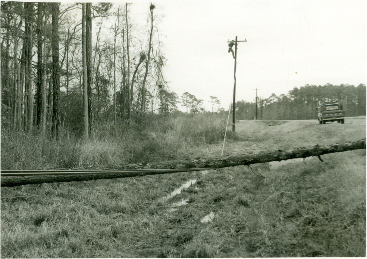 A black and white photo of a downed tree over a power line. A road is nearby with a truck in the background of the photo.